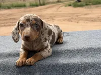 Choc dapple female, a female Miniature Dachshund for sale in Sierra Vista, AZ – Photo 5 of 5