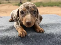 Choc dapple female, a female Miniature Dachshund for sale in Sierra Vista, AZ – Photo 2 of 5