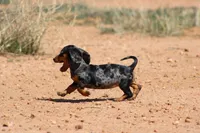 Dapple female, a female Miniature Dachshund for sale in Sierra Vista, AZ – Photo 10 of 10
