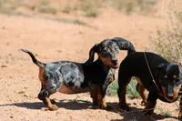 Dapple female, a female Miniature Dachshund for sale in Sierra Vista, AZ – Photo 7 of 10