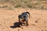 Dapple female, a female Miniature Dachshund for sale in Sierra Vista, AZ – Photo 6 of 10