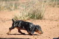 Dapple female, a female Miniature Dachshund for sale in Sierra Vista, AZ – Photo 9 of 10