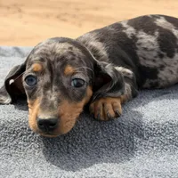 Dapple female, a female Miniature Dachshund for sale in Sierra Vista, AZ – Photo 4 of 4