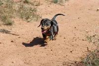 Dapple female, a female Miniature Dachshund for sale in Sierra Vista, AZ – Photo 8 of 10