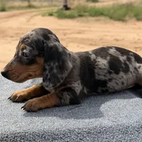 Dapple female, a female Miniature Dachshund for sale in Sierra Vista, AZ – Photo 3 of 4