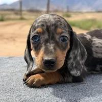Dapple female, a female Miniature Dachshund for sale in Sierra Vista, AZ – Photo 2 of 4