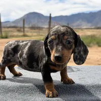 Dapple female, a female Miniature Dachshund for sale in Sierra Vista, AZ – Photo 1 of 4