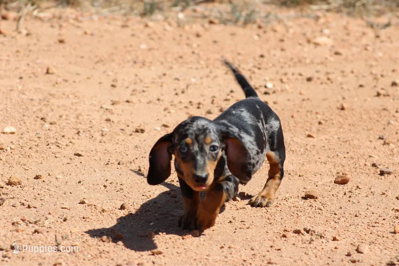 Dapple female – Miniature Dachshund puppy for sale in Sierra Vista, AZ