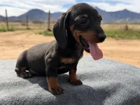 Smooth coat male, a male Miniature Dachshund for sale in Sierra Vista, AZ – Photo 3 of 3