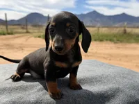 Smooth coat male, a male Miniature Dachshund for sale in Sierra Vista, AZ – Photo 2 of 3