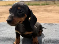 Smooth coat male, a male Miniature Dachshund for sale in Sierra Vista, AZ – Photo 1 of 3
