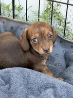 Magnolia , a female Miniature Dachshund for sale in Sierra Vista, AZ – 1 of 2
