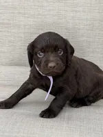 Lilac girl, a female Boykin Spaniel for sale in Sierra Vista, AZ – 3 of 7