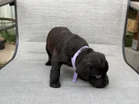 Lilac girl, a female Boykin Spaniel for sale in Sierra Vista, AZ – 6 of 7