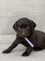 Lilac girl, a female Boykin Spaniel for sale in Sierra Vista, AZ – 4 of 7