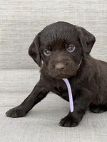 Lilac girl, a female Boykin Spaniel for sale in Sierra Vista, AZ – 1 of 7