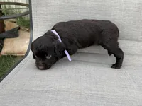 Lilac girl, a female Boykin Spaniel for sale in Sierra Vista, AZ – 7 of 7
