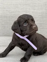 Lilac girl, a female Boykin Spaniel for sale in Sierra Vista, AZ – 2 of 7