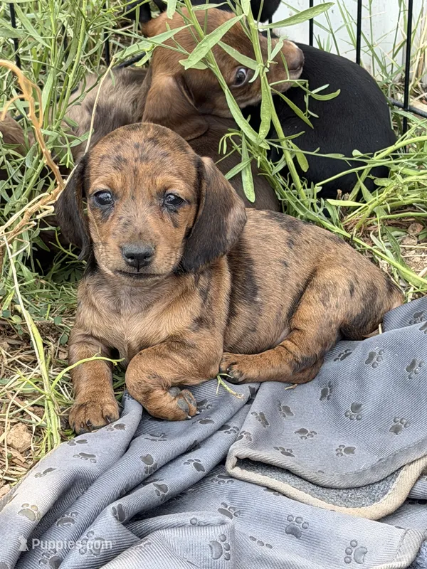 Primrose – Miniature Dachshund puppy for sale in Sierra Vista, AZ