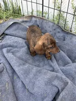 Yarrow, a male Miniature Dachshund for sale in Sierra Vista, AZ – 2 of 2