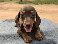 Choc and tan male, a male Miniature Dachshund for sale in Sierra Vista, AZ – Photo 2 of 4