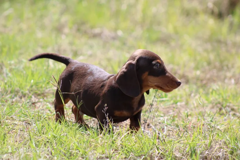 Choc and tan male – Miniature Dachshund puppy for sale in Sierra Vista, AZ
