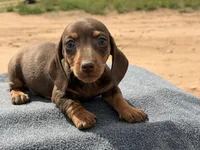 Choc and tan male, a male Miniature Dachshund for sale in Sierra Vista, AZ – Photo 3 of 4