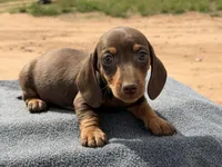 Choc and tan male, a male Miniature Dachshund for sale in Sierra Vista, AZ – Photo 1 of 4