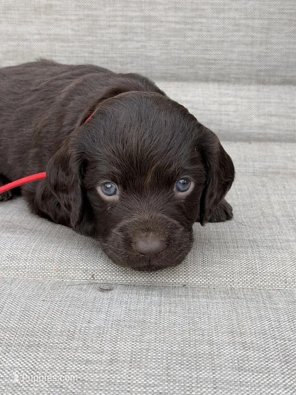 Red boy – Boykin Spaniel puppy for sale in Sierra Vista, AZ
