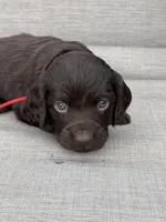 Red boy, a male Boykin Spaniel for sale in Sierra Vista, AZ – 1 of 7