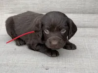 Red boy, a male Boykin Spaniel for sale in Sierra Vista, AZ – 4 of 7