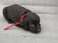Red boy, a male Boykin Spaniel for sale in Sierra Vista, AZ – 5 of 7