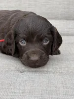 Red boy, a male Boykin Spaniel for sale in Sierra Vista, AZ – 2 of 7