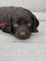 Red boy, a male Boykin Spaniel for sale in Sierra Vista, AZ – 3 of 7