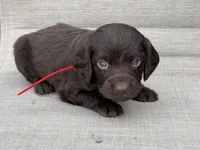 Red boy, a male Boykin Spaniel for sale in Sierra Vista, AZ – 6 of 7
