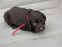Red boy, a male Boykin Spaniel for sale in Sierra Vista, AZ – 7 of 7