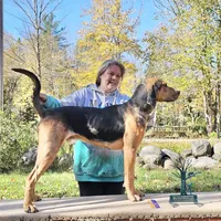 Ricochet, a male American Leopard Hound for sale in Sierra Vista, AZ – Photo 1 of 2