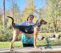 Ricochet, a male American Leopard Hound for sale in Sierra Vista, AZ – Photo 1 of 2