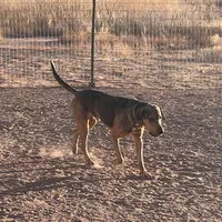 Ricochet, a male American Leopard Hound for sale in Sierra Vista, AZ – Photo 2 of 2