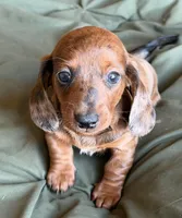 Cedar , a male Miniature Dachshund for sale in Sierra Vista, AZ – 2 of 4