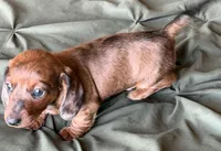 Cedar , a male Miniature Dachshund for sale in Sierra Vista, AZ – 4 of 4