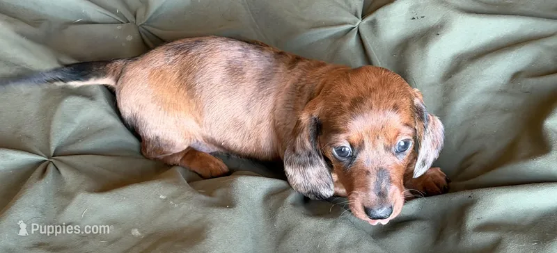 Cedar  – Miniature Dachshund puppy for sale in Sierra Vista, AZ