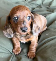 Cedar , a male Miniature Dachshund for sale in Sierra Vista, AZ – 3 of 4