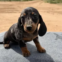 Dapple male, a male Miniature Dachshund for sale in Sierra Vista, AZ – Photo 3 of 3
