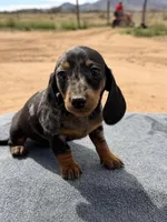 Dapple male, a male Miniature Dachshund for sale in Sierra Vista, AZ – Photo 3 of 3