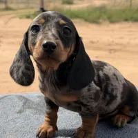 Dapple male, a male Miniature Dachshund for sale in Sierra Vista, AZ – Photo 2 of 3