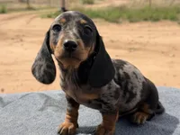 Dapple male, a male Miniature Dachshund for sale in Sierra Vista, AZ – Photo 2 of 3