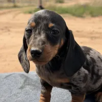 Dapple male, a male Miniature Dachshund for sale in Sierra Vista, AZ – Photo 1 of 3