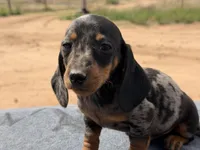 Dapple male, a male Miniature Dachshund for sale in Sierra Vista, AZ – Photo 1 of 3