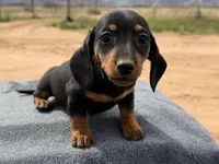 Black and tan female , a female Miniature Dachshund for sale in Sierra Vista, AZ – Photo 2 of 6